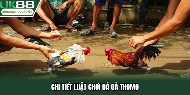 Chi tiết luật chơi đá gà Thomo