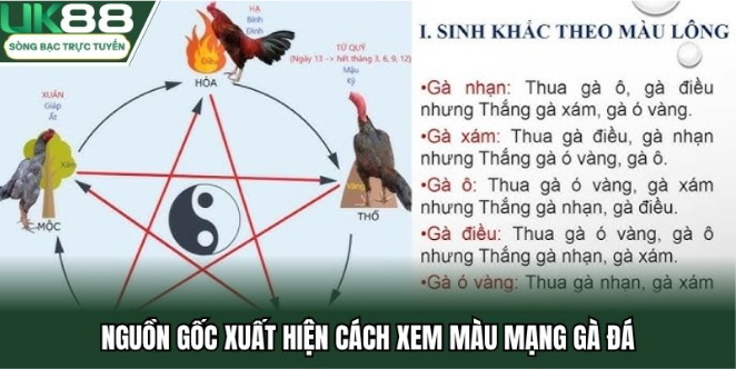 Nguồn gốc xuất hiện cách xem màu mạng gà đá