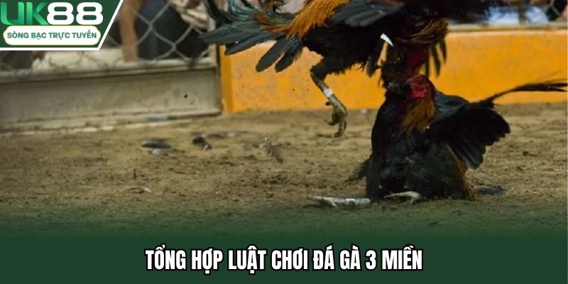 Tổng hợp luật chơi đá gà 3 miền